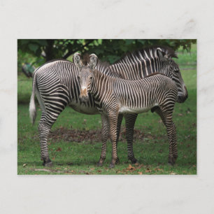 Zebra-Familie Postkarte