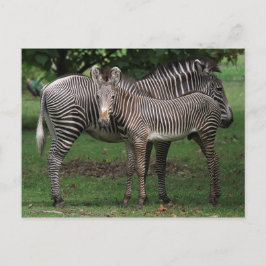 Zebra-Familie Postkarte