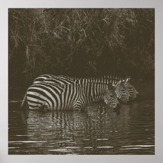 ZEBRA FAMILY DRINK POSTER (Vorne)