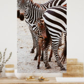 ZEBRA FAMILY POSTER (Küche)