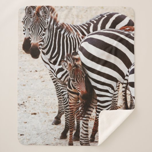 ZEBRA FAMILY SHERPADECKE (Vorderseite)
