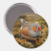 Zebra Finch auf den Felsen Magnet (Vorderseite/Rückseite)