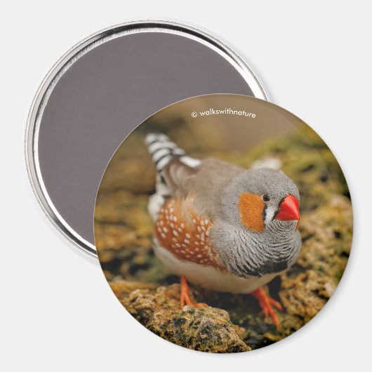 Zebra Finch auf den Felsen Magnet (Vorderseite/Rückseite)