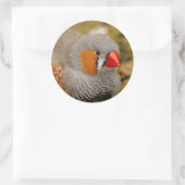Zebra Finch auf den Felsen Runder Aufkleber (Tasche)