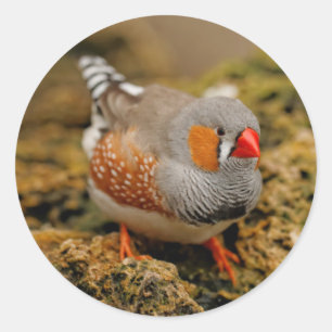 Zebra Finch auf den Felsen Runder Aufkleber