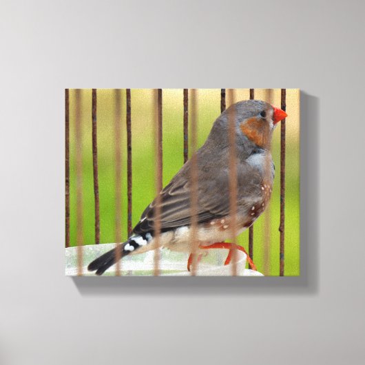 Zebra Finch Bird in Cage Leinwanddruck (Vorderseite)