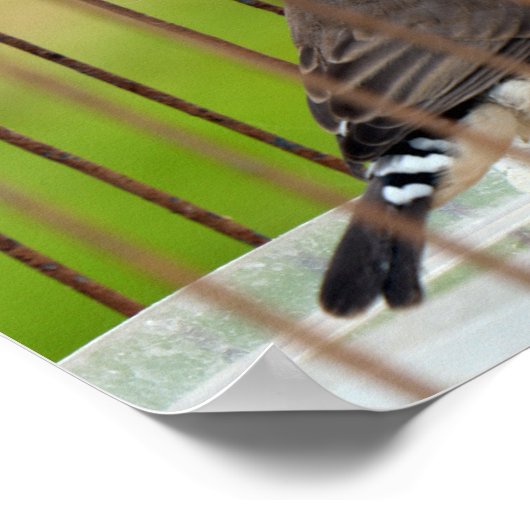 Zebra Finch Bird in Cage Poster (Ecke)