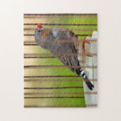 Zebra Finch Bird in Cage Puzzle (Vertikal)