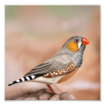 Zebra Finch Bird Museo Cantonale d'Arte