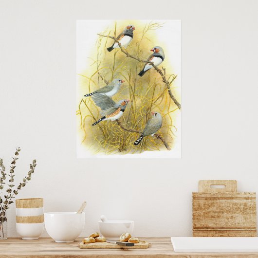 Zebra Finch Group - Taeniopygia guttata Poster (Küche)