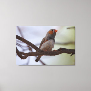 Zebra-Finch Leinwanddruck