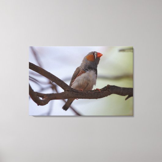 Zebra-Finch Leinwanddruck (Vorderseite)