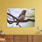 Zebra-Finch Leinwanddruck (Insitu (Wohnzimmer))