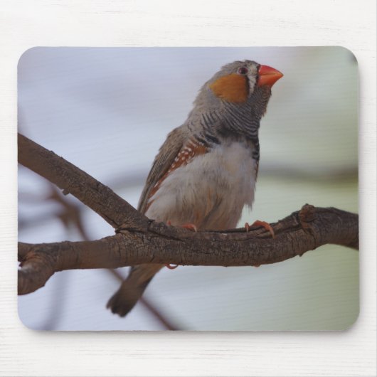 Zebra Finch Mousepad (Vorne)