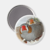 Zebra Finch Pair Magnet (Vorderseite/Rückseite)