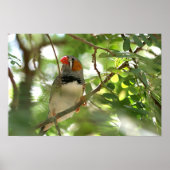 Zebra Finch Poster (Vorne)