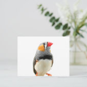 Zebra Finch Postkarte (Stehend Vorderseite)