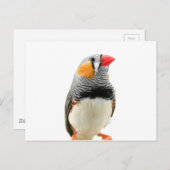 Zebra Finch Postkarte (Vorne/Hinten)