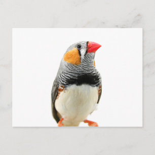 Zebra Finch Postkarte