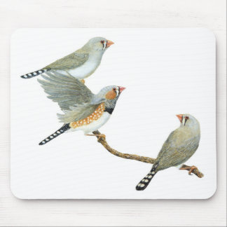 Zebra Finch Trio - Taeniopygia guttata Mousepad