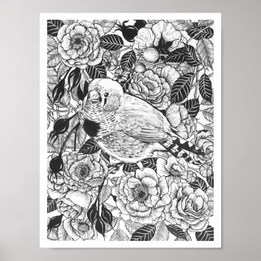 Zebra-Finch und Rose-Buschtinte zeichnend Poster (Vorne)