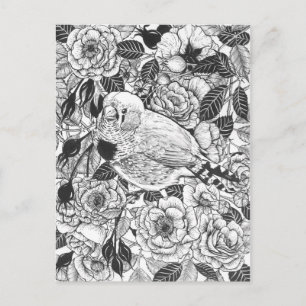 Zebra-Finch und Rose-Buschtinte zeichnend Postkarte