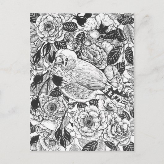 Zebra-Finch und Rose-Buschtinte zeichnend Postkarte (Vorderseite)