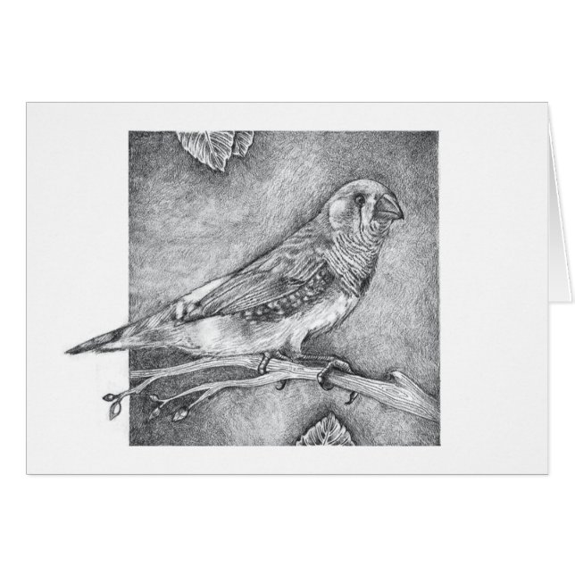 Zebra-Fink (Vorderseite (Horizontal))