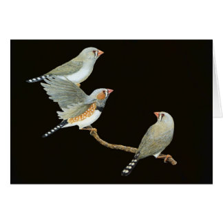 Zebra-Fink-Trio - Taeniopygia guttata