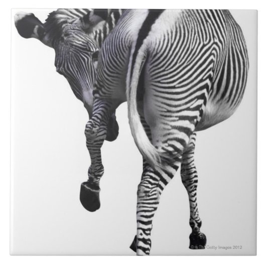 Zebra Fliese (Vorderseite)