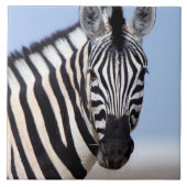 Zebra Fliese (Vorderseite)