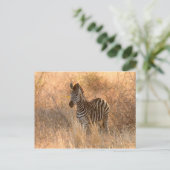 Zebra foal in Morgenlicht Postkarte (Stehend Vorderseite)