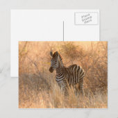 Zebra foal in Morgenlicht Postkarte (Vorne/Hinten)