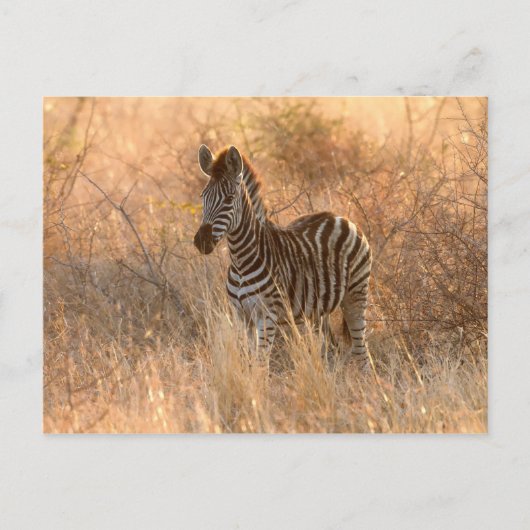 Zebra foal in Morgenlicht Postkarte (Vorderseite)