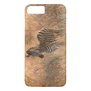 Zebra foal in morning light Case-Mate iPhone hülle