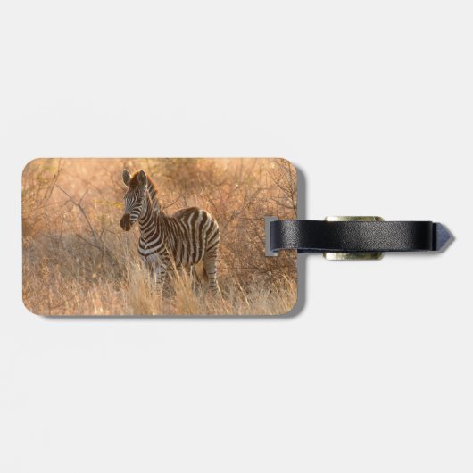 Zebra foal in morning light gepäckanhänger (Rückseite horizontal)