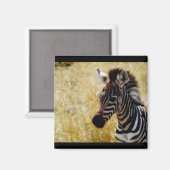 Zebra-Foal-Magnete für wild lebende Tiere (rund un Magnet (Vorderseite/Rückseite)