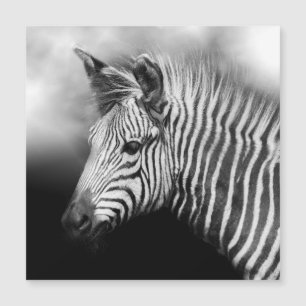 Zebra Foal Magnetkarte