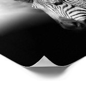 Zebra Foal Poster (Ecke)