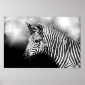 Zebra Foal Poster (Vorne)