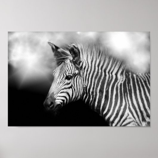 Zebra Foal Poster (Vorne)