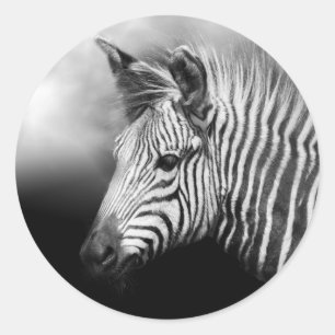 Zebra Foal Poster Runder Aufkleber