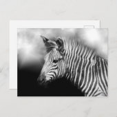 Zebra Foal Postkarte (Vorne/Hinten)