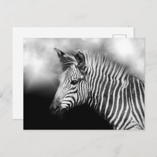 Zebra Foal Postkarte (Vorne/Hinten)