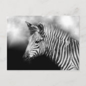 Zebra Foal Postkarte (Vorderseite)