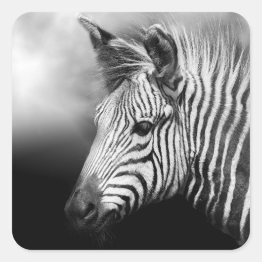 Zebra Foal Quadratischer Aufkleber (Vorderseite)