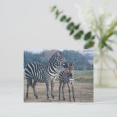 Zebra Foal und Mutter Postkarte (Stehend Vorderseite)