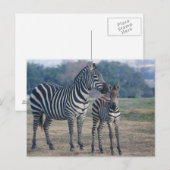 Zebra Foal und Mutter Postkarte (Vorne/Hinten)