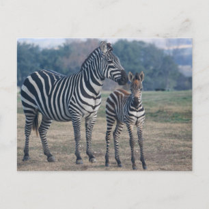 Zebra Foal und Mutter Postkarte