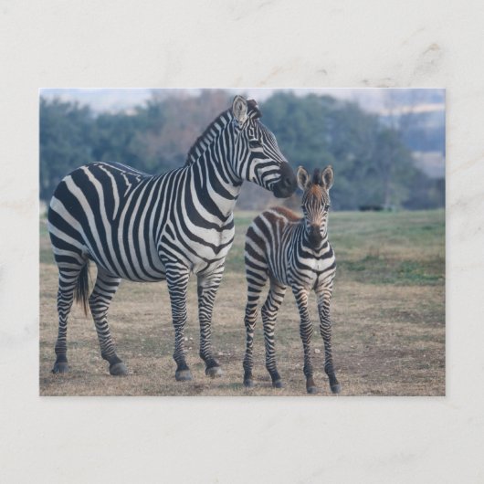 Zebra Foal und Mutter Postkarte (Vorderseite)